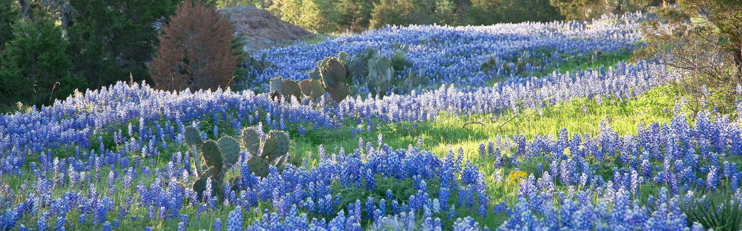 field full of bluebells